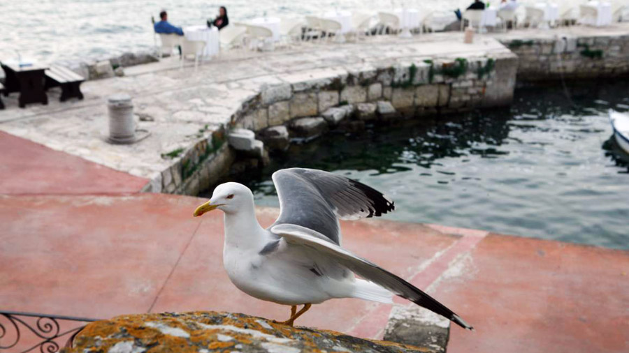 Kontrola populacije galebova